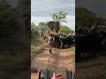 African Elephant Attacks A Safari Vehicle
