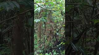 Download lagu murai buluh malaysia mp3