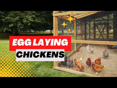 , title : 'Which Egg Laying Chickens are the Best Layers for Your Farm?'