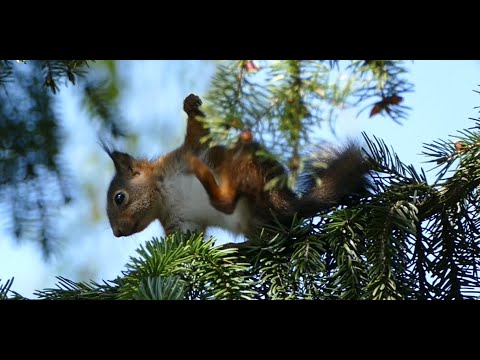 Eichhörnchen - Kobelbau, Nachwuchs und Eulenbesuch