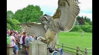 BIRDS OF PREY / OWLS / RAPTORS / MEERKATS DISPLAYS - STONHAM BARNS OWL SANCTUARY - SUFFOLK UK - 2017