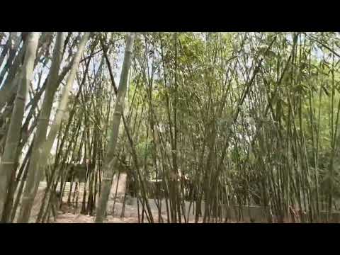 bandora disturb korisela# ahmar Dog Dutak#