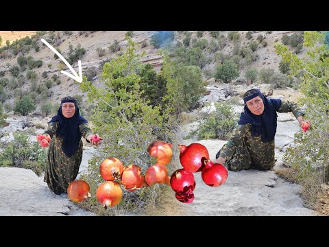 Grandma's long journey for mountain fruits: Zulma returns to the wild rocks for pomegranates