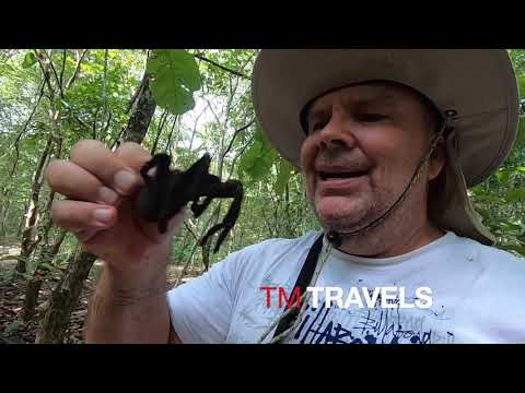 Find Catch Cook Eat Thailand Jungle Spider Challenge Tarantula Jungle Survival ,Primitive Technology