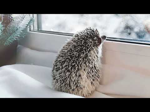 Dainelė apie ežiuką