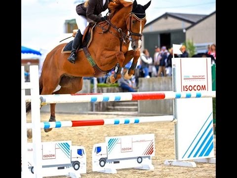 SOLD www.sporthorses-online.com 2003 Selle Francais gelding 140 cm level