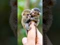 The world's smallest marmoset monkey