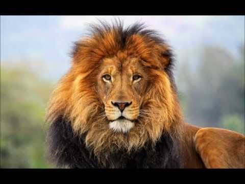 SOBERANO Dios Dios omnipotente Rey de reyes.