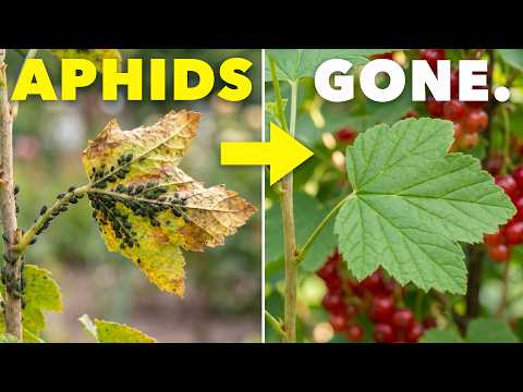 The Clever Way Smart Gardeners Eliminate Aphids