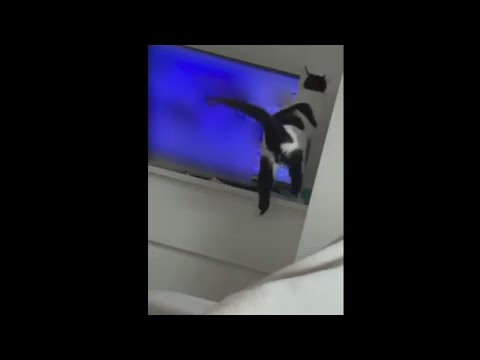 Shot on iPhone meme (Cat Edition)