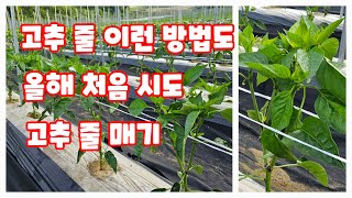 고추줄 오이 집게를 이용하여 매기 옛날 방식도 괴산청결고추 [고추재배방법]