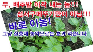 무, 배추 밭 아작 내는 놈! 섬서구메뚜기만이 아닙니다. 바로 이놈! 그냥 살충제 농약으로는 효과 없습니다.…