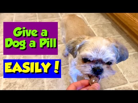 How I Give My Picky Dog Her Pills (Works EVERY TIME!)
