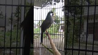 Download lagu PANCINGAN BURUNG POKSAY mp3