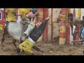 Jallikattu Jallikattu WhatsApp Status Real Jallikattu Jallikattu Story Eruthukattu Jallikattu Video