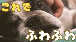 初めての肉球クリームで女子力が上がりました♪
