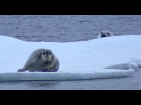 Wild Nature: The Ninja Polar Bear!