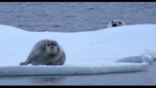 NINJA POLAR BEAR Vs SEAL!