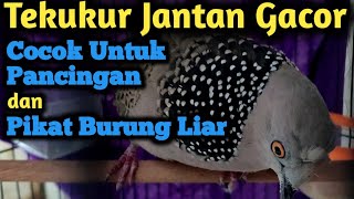 Download lagu Pancingan Tekukur Memanggil Betina Full Suara Jernih Durasi Panjang, Cocok Untuk Pikat mp3