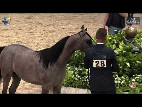 N 28 DONATELLO AT   39th All Nations Cup   Aachen   Yearling Colts Class 2B