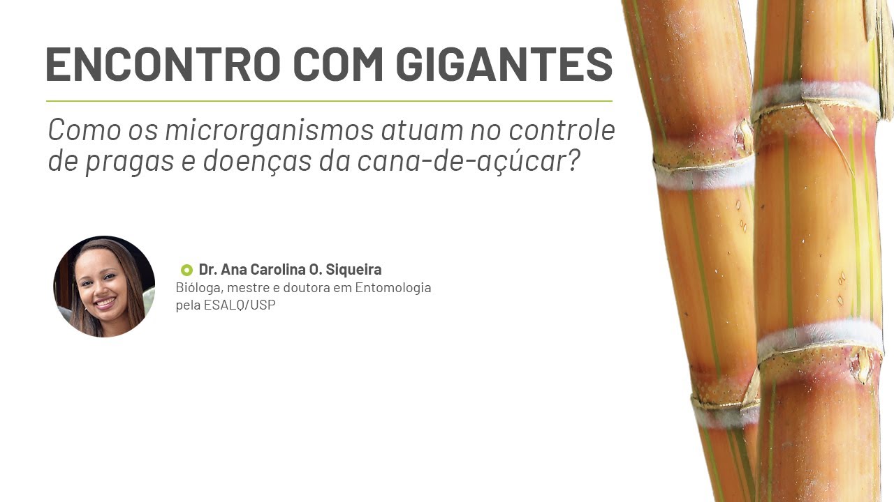 Saiba como os microrganismos atuam no controle de pragas e doenças da cana-de-açúcar