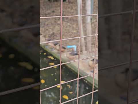 Wow  only one leg standing while sleeping 😴