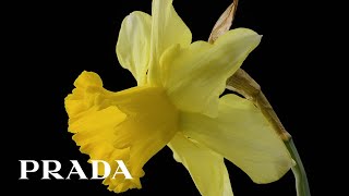 Prada FW23 Campaign feat. "Angel" by Massive Attack