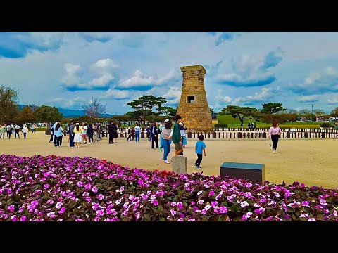 [4K KOREA] Caminhe de Cheomseongdae até Hwangridangil, onde as mullies rosadas estão em plena floração