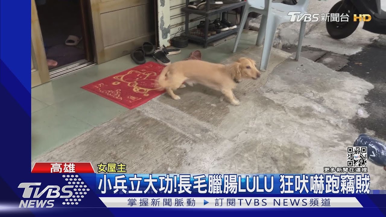 嘜走!半夜賊入侵民宅 被長毛臘腸狂吠嚇跑
