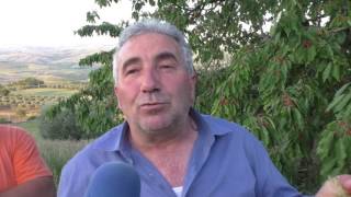 raccogliere-ciliege-oggi-costa-troppo