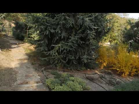 download lagu mp3 mp4 Cedrus Glauca Fastigiata, download lagu Cedrus Glauca Fastigiata gratis, unduh video klip Cedrus Glauca Fastigiata