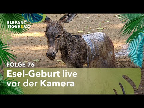 Esel im Zoo Leipzig geboren! (Folge 76) | Elefant, Tiger & Co. | MDR