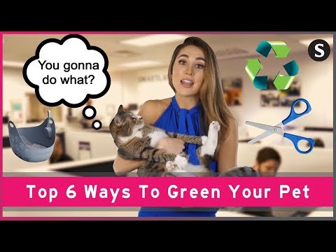 Top 6 Ways To Green Your Pet