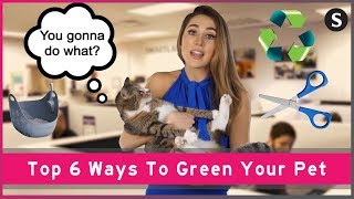 Top 6 Ways To Green Your Pet