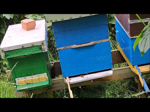 Pčelarstvo,kiša pada polen se unosi