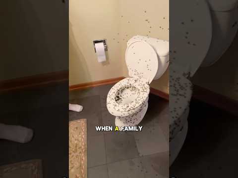 Abandoned house completely filled with spiders #shorts