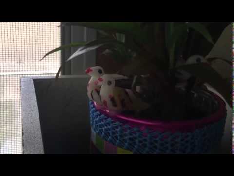 I'm an Albatraoz (Parody)