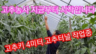 비닐하우스 고추농사 지금부터 시작 고추키 4미터대비 유인 작업중