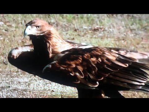 Águia Imperial uma predadora mortal