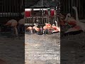 Chilean Flamingo