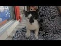 Tuxedo Cat With Black Nose Is So Lovely She Likes To Sit On My Lap