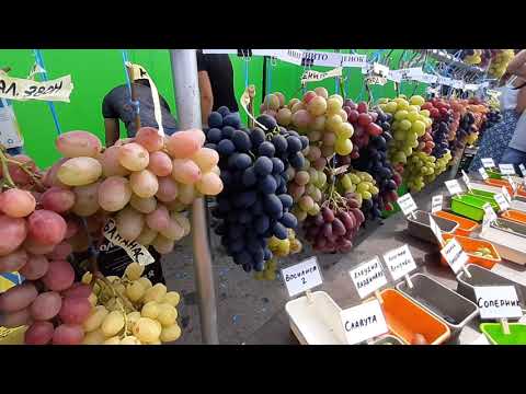 Золотая гроздь Украины 2021 . Новые селекции винограда .
