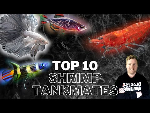 What Can You Keep with Shrimp? - 10 Great Cherry Shrimp Tankmates