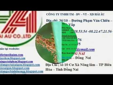 download lagu mp3 mp4 Cty Diet Moi Tphcm, download lagu Cty Diet Moi Tphcm gratis, unduh video klip Cty Diet Moi Tphcm