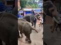 Pala Palli Song Super Elephant Video