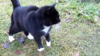 Cheek - Timantit On  Ikuisia ♥