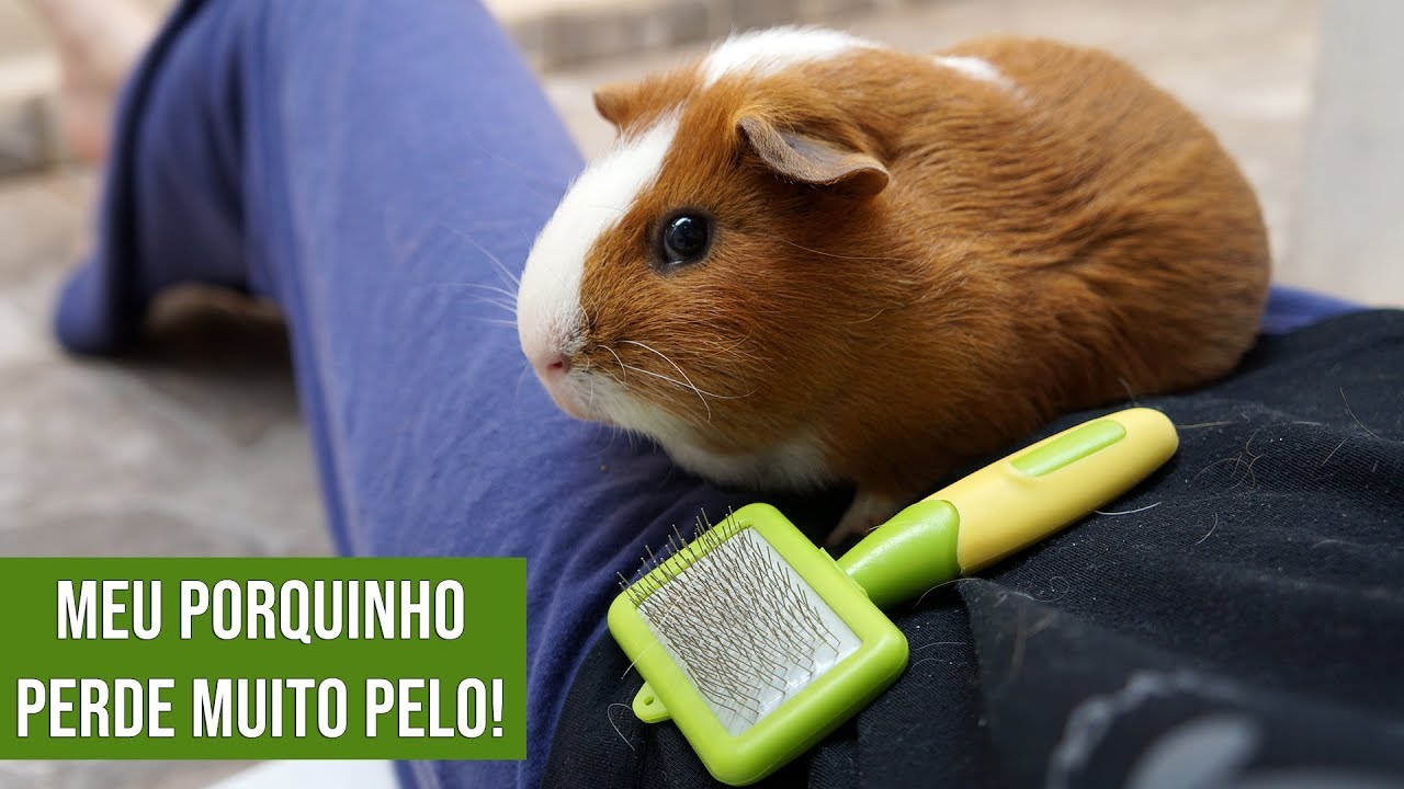 MEU PORQUINHO DA ÍNDIA PERDE MUITO PELO E AGORA