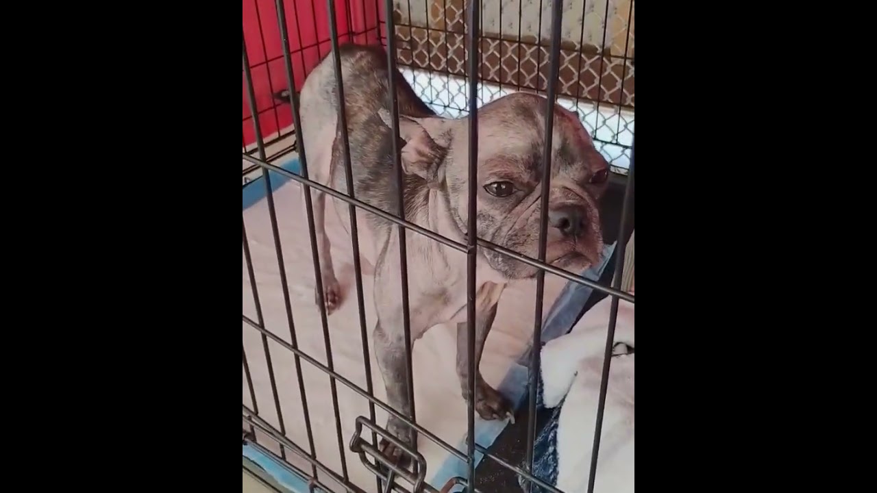 Enlarge Rosie, a Adopted Boston Terrier in Midway City, CA video 5/5