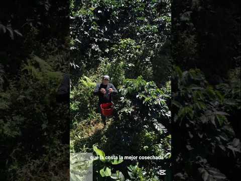 haciendo historia hacienda barlovento. en la cuna del café . ( cucuta norte Santander)