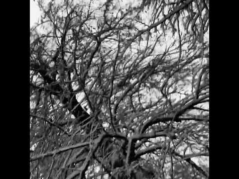 Brödet - What is Love (Video Cover)